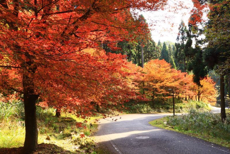 con đường trị liệu higashiyama con đường trị liệu higashiyama
